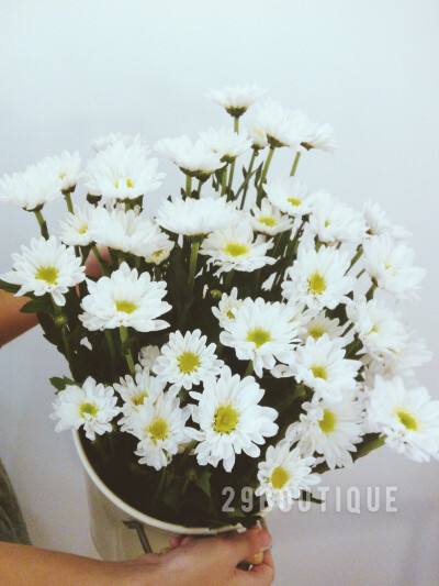 雏菊苹果手机壁纸碎花小雏菊手机壁纸