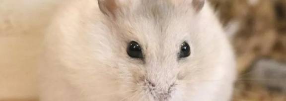 灰色的老鼠苹果版:仓鼠是老鼠吗