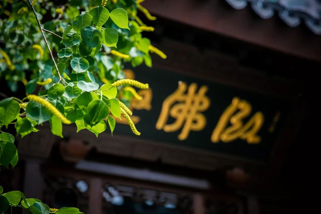 佛弟子手机客户端佛教视频讲座佛弟子手机