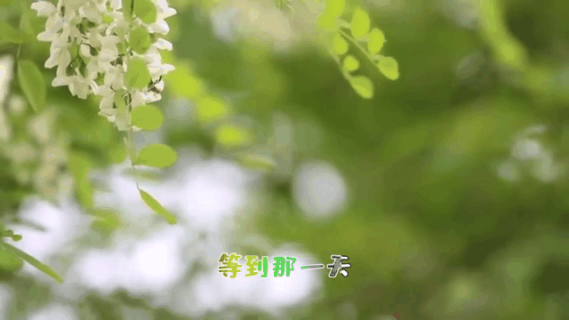 视频动态壁纸苹果版苹果怎么将相册视频变成动态壁纸