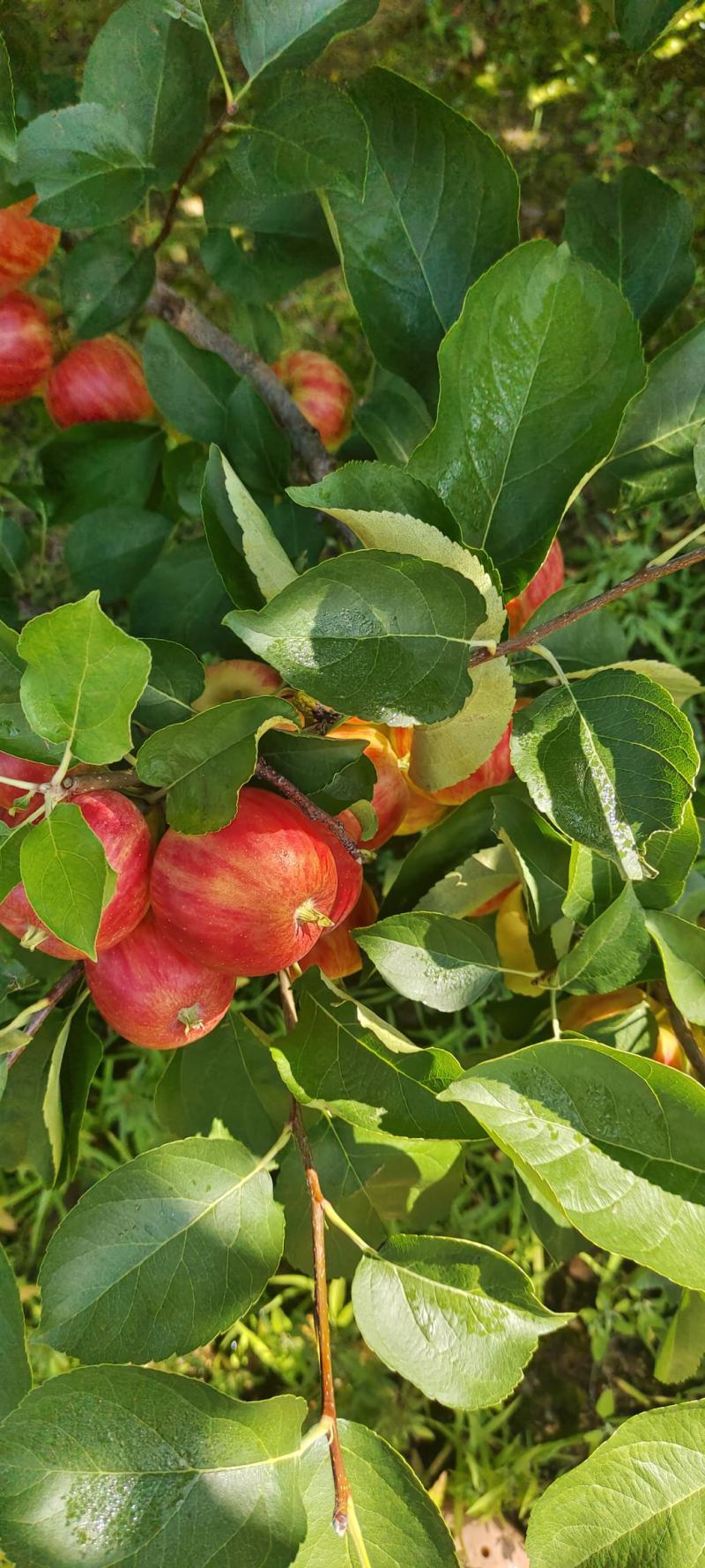 畅销版小苹果西游记版小苹果大全