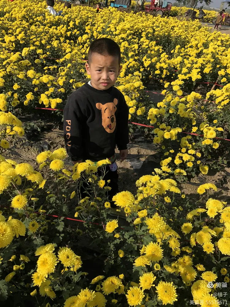 金太阳新版手机版(新版金太阳官方app下载)-第3张图片-QuickQ官网