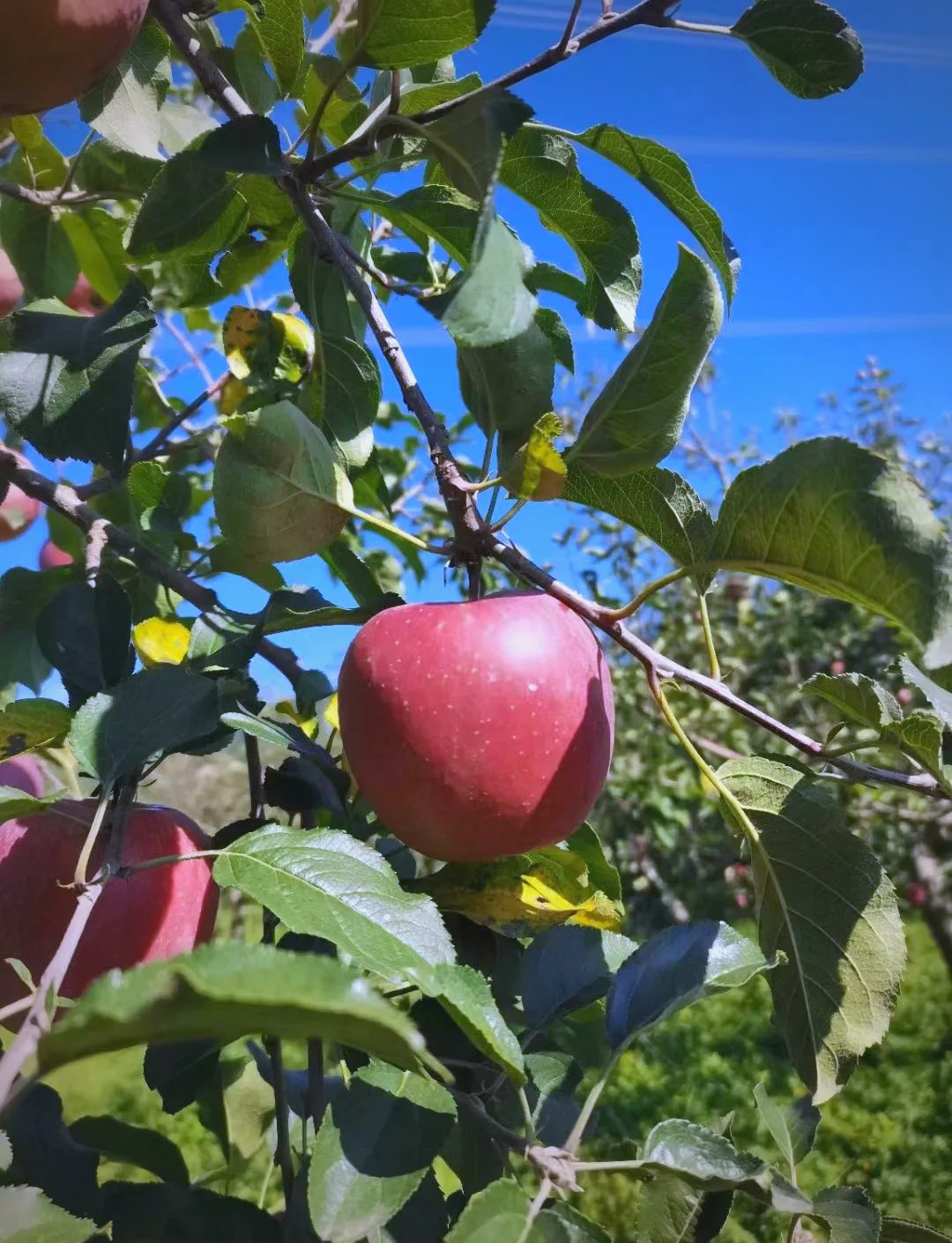 阿版的苹果(苹果x阿拉伯版)-第3张图片-QuickQ官网