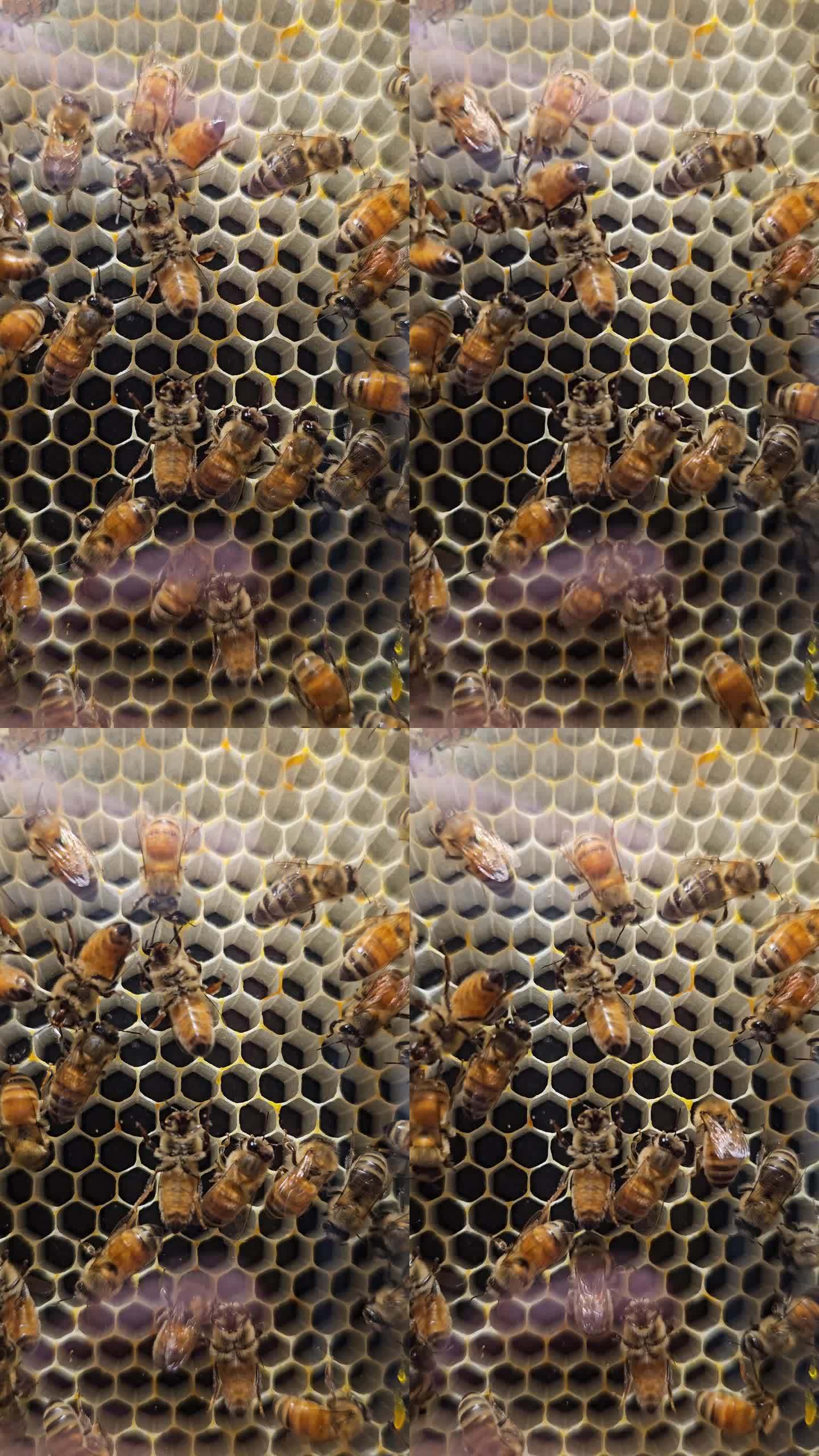 蜜蜂视频官方手机版(蜜蜂视频安卓免费下载安装)-第2张图片-QuickQ官网 蜜蜂视频官方手机版(蜜蜂视频安卓免费下载安装)-第2张图片-QuickQ官网