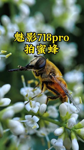 蜜蜂视频官方手机版(蜜蜂视频安卓免费下载安装)-第5张图片-QuickQ官网 蜜蜂视频官方手机版(蜜蜂视频安卓免费下载安装)-第5张图片-QuickQ官网