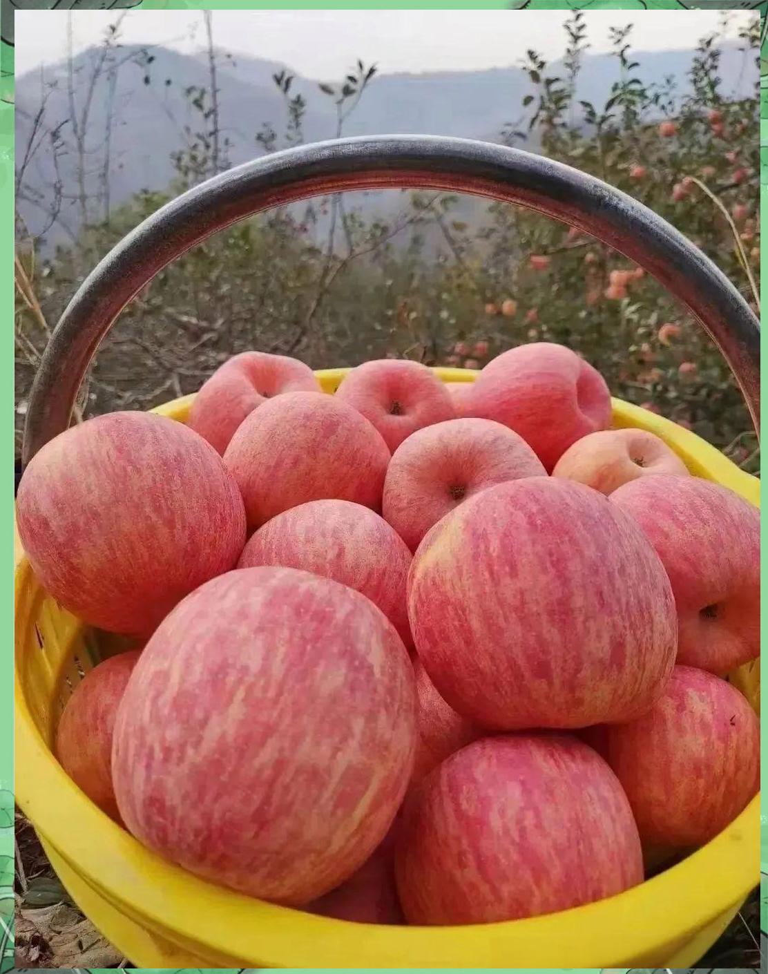 国内版苹果(国内版苹果和美版苹果的区别)-第2张图片-QuickQ官网