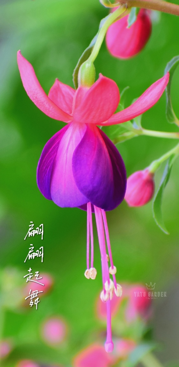 雅图有手机版吗(雅图有手机版吗知乎)