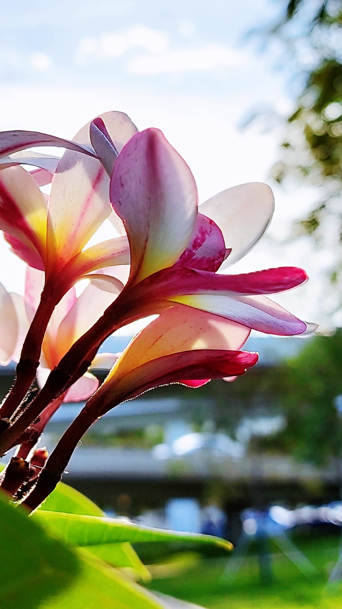 雅图有手机版吗(雅图有手机版吗知乎)-第5张图片-QuickQ官网 雅图有手机版吗(雅图有手机版吗知乎)-第5张图片-QuickQ官网