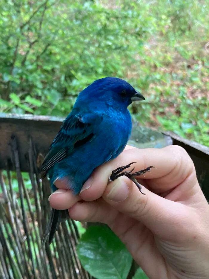 情侣手机冷门壁纸动物版(情侣手机背景图一人一张高清)